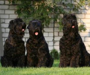 пазл Русский черный терьер порода собак разработан как сторожевая собака и полиции
